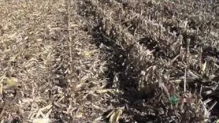 Iron Talk #607-Chopping Corn Heads (From Ag PhD #607 11/22/09)