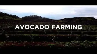 Avocado Farming in India | High-Yield Cultivation at Vinra Farms