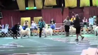 Ch White Magics Rock Star - Jasper Winning the 8-10 Veteran Dog Class SCA National 2010.wmv