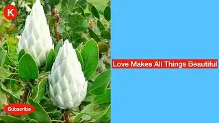 Love Makes All Things Beautiful