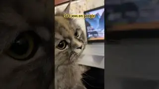 意味が通じますか😾#catshorts #catvideos #cutecat #cute #fyp #cat #funnycat