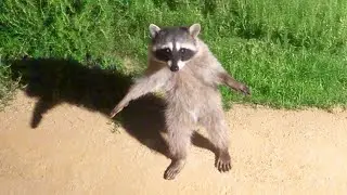 Wholesome Animal Moments That Melt Your Heart