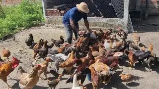 ALIMENTANDO AS GALINHAS E CUIDANDO DO SÍTIO DO ZERO