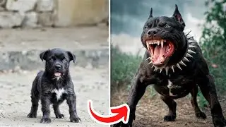 Before & After Animals Growing Up. Amazing Animal Transformation 💥 #short #tiktok #animals