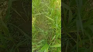 Wheat Field After Weed Spray | Live Result 🌾