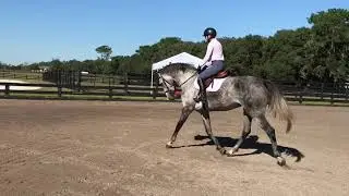 Rosemelia H/J Prospect WB Mare - SOLD