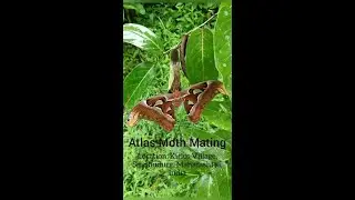 Mating Rituals Series - Atlas Moth Mating -  Bharat's Largest Moth - Asia's Largest Moth