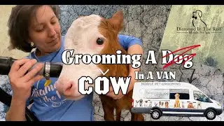 Grooming Mango the Baby Cow - Mobile Pet Grooming