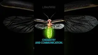 Fireflies #youtubeshorts #shortvideo #trending #viral#top#animal #animalworld #fact #nature #firefly