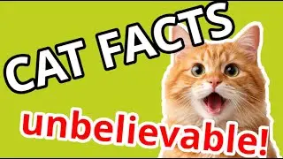 5 Cat facts that will blow your mind! 🤯 🐈😺