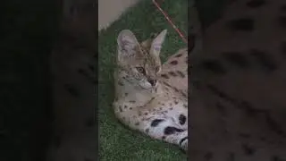 Serval Cat | Edmonton Valley Zoo #shorts