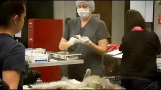 Pet Friendly Austin: The Austin Humane Society