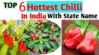 Top 6 Hottest Chilli in India with State Name|| Chillies||Hottest Chilli in the world|Ghost pepper|