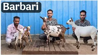 Quality Barbari goats at KP goat farm Aurangabad 