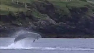 Fungi/Funghi the Dingle Bay Dolphin
