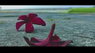 কাঠ গোলাপের সাদার মায়া মিশিয়ে দিয়ে ভাবি || তোমার জন্য নীলচে তারার একটুখানি আলো