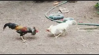 two hens fighting troll video in malayalam