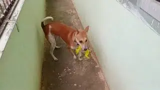 Love Honey#@SiriJyoti#pets#funny