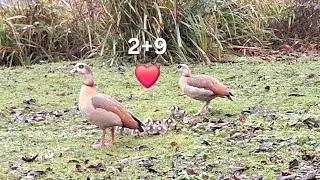 Very Early Egyptian Goose Goslings at Priory Gardens | Rainy January Surprise