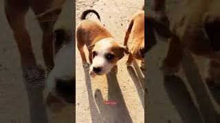 #Indian #Lives #puppylife #streetdogbabies #morning #walk #mentalhealth #nature #streetstyle