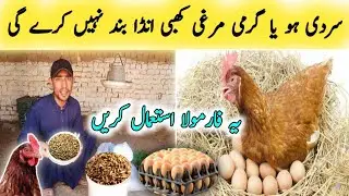 How to increase eggs production in Chickens || Make your Chickens lay more eggs