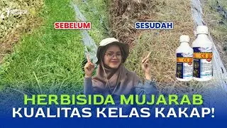 REKOMENDASI HERBISIDA SISTEMIK | REVIEW HERBISIDA BLOCK UP