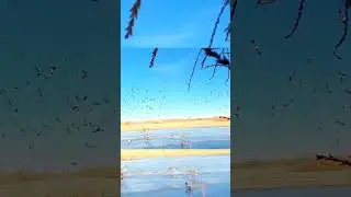 Ducks hunting hunting season #birdhunt #snowgoosehunting #hunting #birdhunter