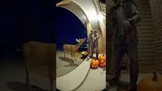 Halloween Deer Scared 😭 #shorts