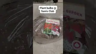 plant bulbs at Sam's Club #plants #plantlover #plantlife