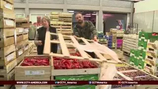 EU farmers feel hit from Russia food ban