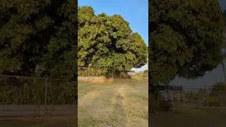 #Beautiful Brisbane,Nature love, trees,.. natural beauty of Brisbane