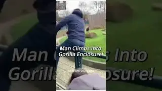 Man Climbs Into Gorilla Enclosure&hellip; What Happens Next 😳🦍