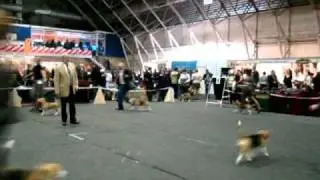 Beagle in dog show 