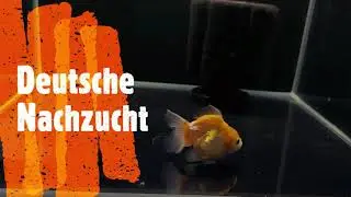Thai Oranda - By Hello Goldfish