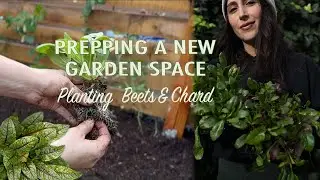 Planting Beets Chard & Cabbage | Prepping & Planting in the New Area