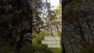 Red Panda Expedition at Singalila National Park