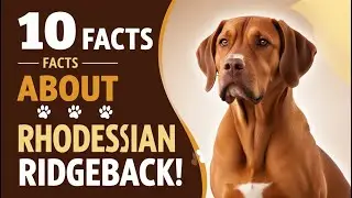 10 Facts About the Rhodesian Ridgeback A Dog Like No Other!