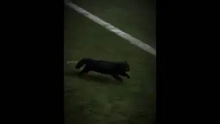 Animals in Football + Black Cat