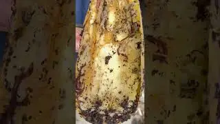 @FarmerJonVA Hungry Hungry Worms  #vermicompost #earthworms #urbanhomestead #hungry  #farmstead