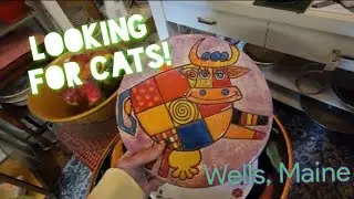 Looking for Cats! - Safe Haven Humane Society's Vintage,Thrift, Antiques Shop - Wells, Maine