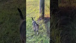 Hanging with the cat Goliath
