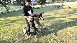 Mary’s Doggies - Daka & Daki at Park