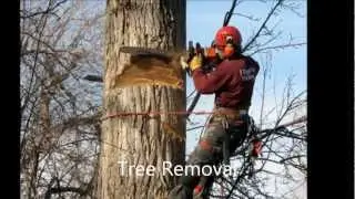 National Arborists - Find a Local Tree Service Today