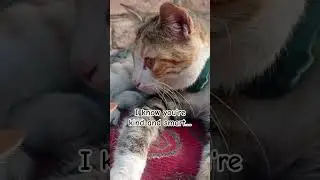 Funny Cute Kitten Sleeping In Hilarious Action 😹🐾