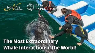 San Ignacio - The Most Extraordinary Whale Interaction in the World. #baja #graywhale #sanignacio