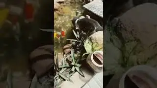 Meo bắt ca coi