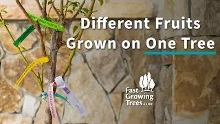 Fruit Cocktail Tree | Fast Growing Trees
