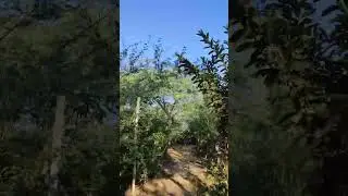 One of our plantation sites in South Delhi (Chhatarpur)