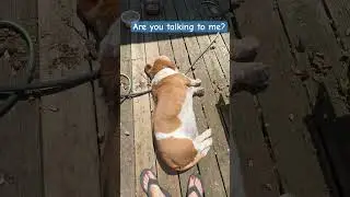 Say Something Worth Listening to.. #lifewithdogs