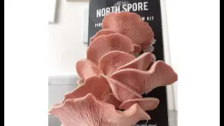 Healthy Gift Guide Grow your own Mushroom Kit! Black Friday Sale!!!